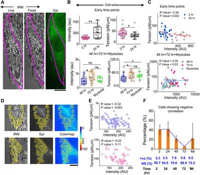 Early tension regulation coupled to surface myomerger is necessary for the primary fusion of C2C12 myoblasts